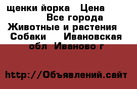 щенки йорка › Цена ­ 15 000 - Все города Животные и растения » Собаки   . Ивановская обл.,Иваново г.